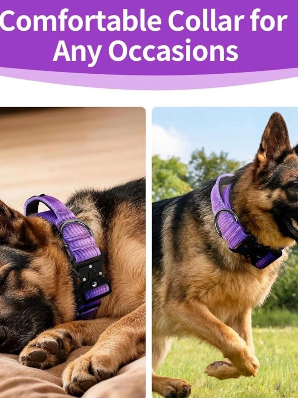 Reflective Purple Dog Collar for Night Walking